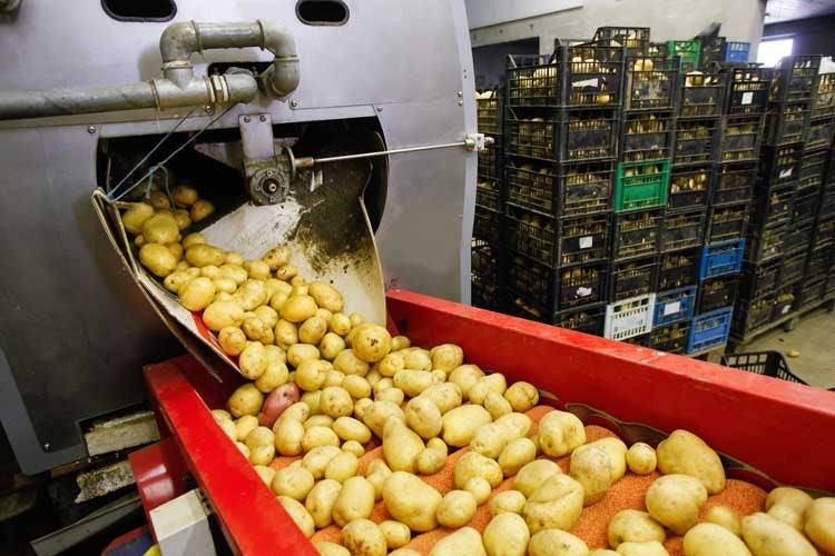 Food - Beverage, potatoes, conveyor Dans les laveuses de légumes, les roulements sont immergés dans l'eau à chaque rotation du tambour